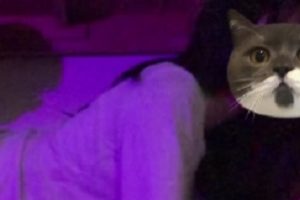 女大学生日常互动百合带假物件